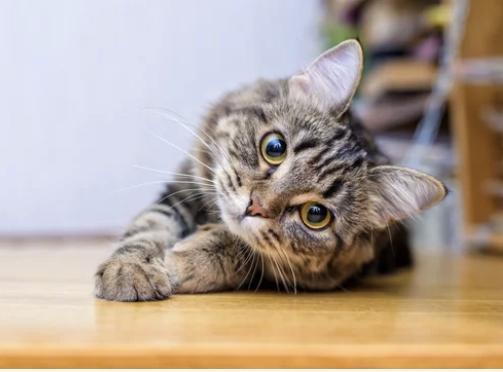 VIPコミュニティ