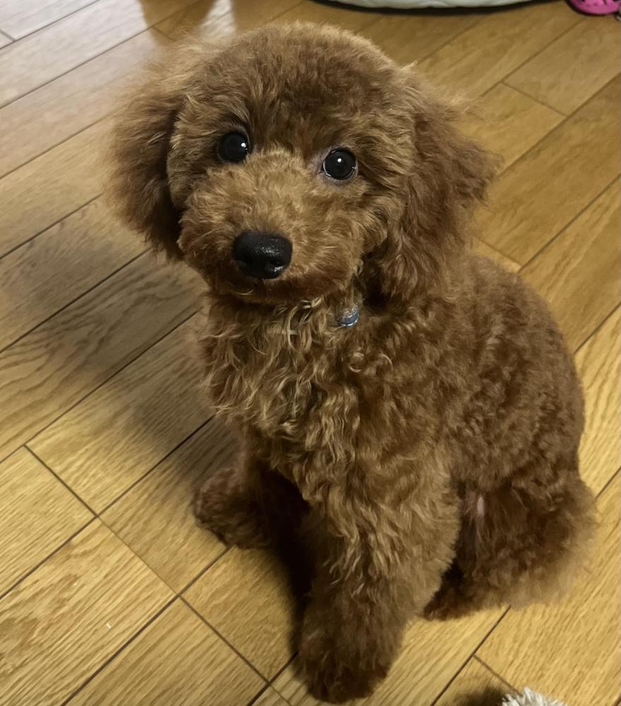 coco