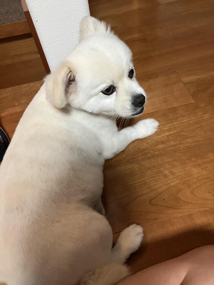 たいてぃ！