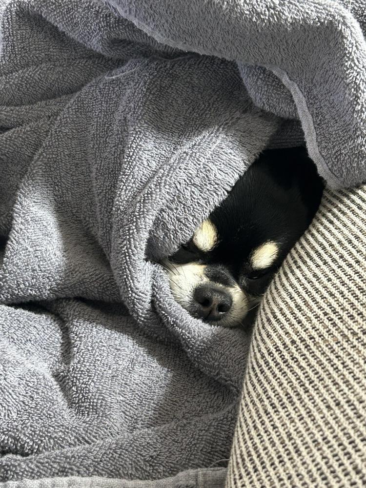 オグラ