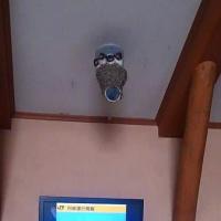 たくろー