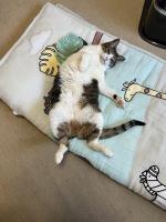ひろこ